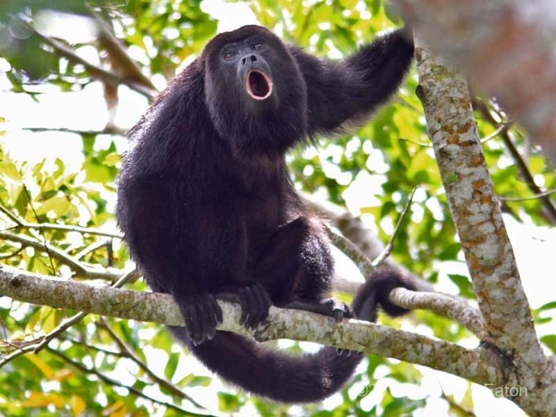 Corcovado Adventures Pansiyon Drakes Bay Dış mekan fotoğraf