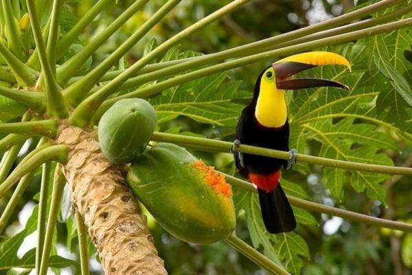 Corcovado Adventures Pansiyon Drakes Bay Dış mekan fotoğraf